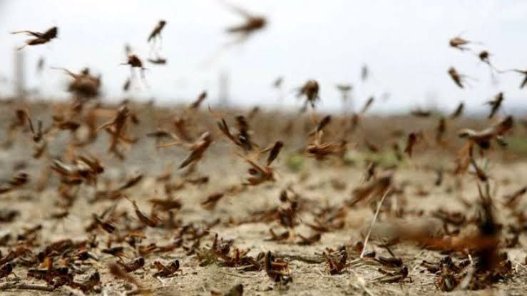 Possibility of Desert Locust Attack on Iran