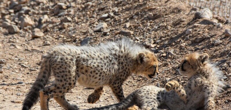 The Iranian Environmental Organization has spotted 18 Asian leopard herds this year