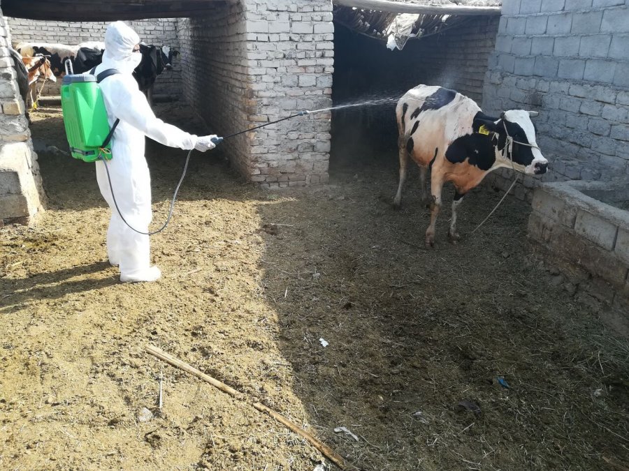 Prevalence of Kareemah Fever in Mazandaran