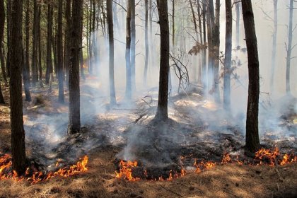 Fire continues in the forests of Gilan and Mazandaran
