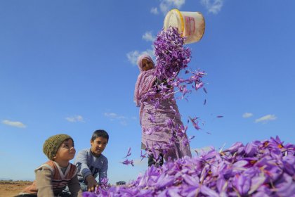 Drying of Iran's Saffron Reserves
