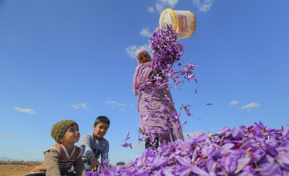 Drying of Iran's Saffron Reserves