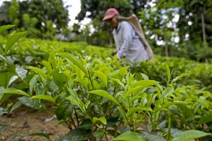 Sri Lanka repaid its debt to Iran with tea