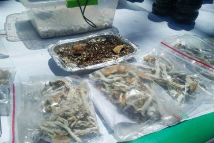 تم اكتشاف ۸ كيلوجرام من الفطر في شرق طهران