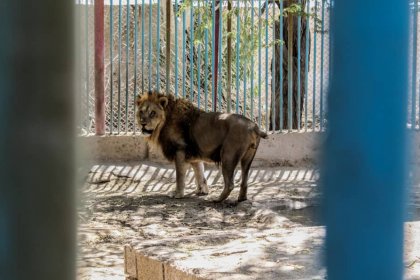 Official of Environmental Organization: No Zoo in Iran Meets High Standards