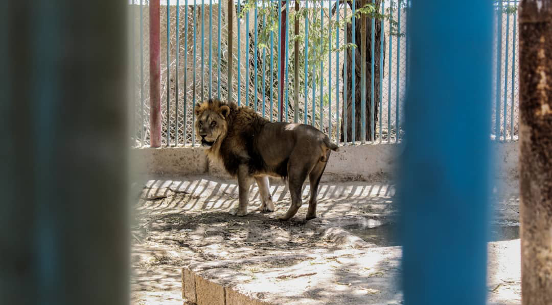 Official of Environmental Organization: No Zoo in Iran Meets High Standards
