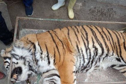Tiger at Mashhad Zoo Died