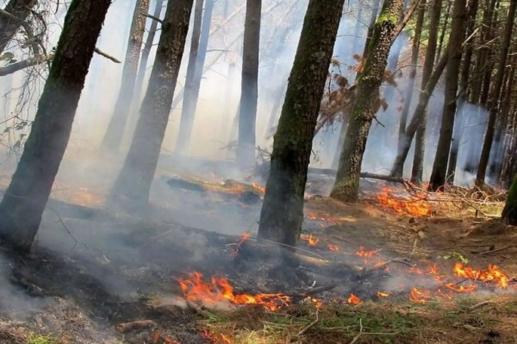 A part of Kajour forest in Nowshahr caught fire
