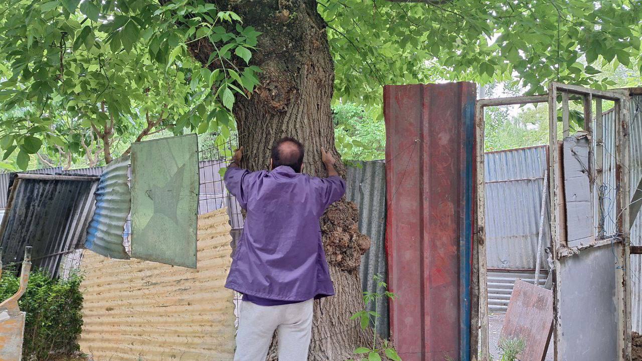 Construction in Laleh Park Halted by Tehran City Council Member