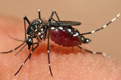 The Deputy Health Minister of the Ministry of Health says there is a possibility that the Aedes mosquito could be seen in Tehran at any moment