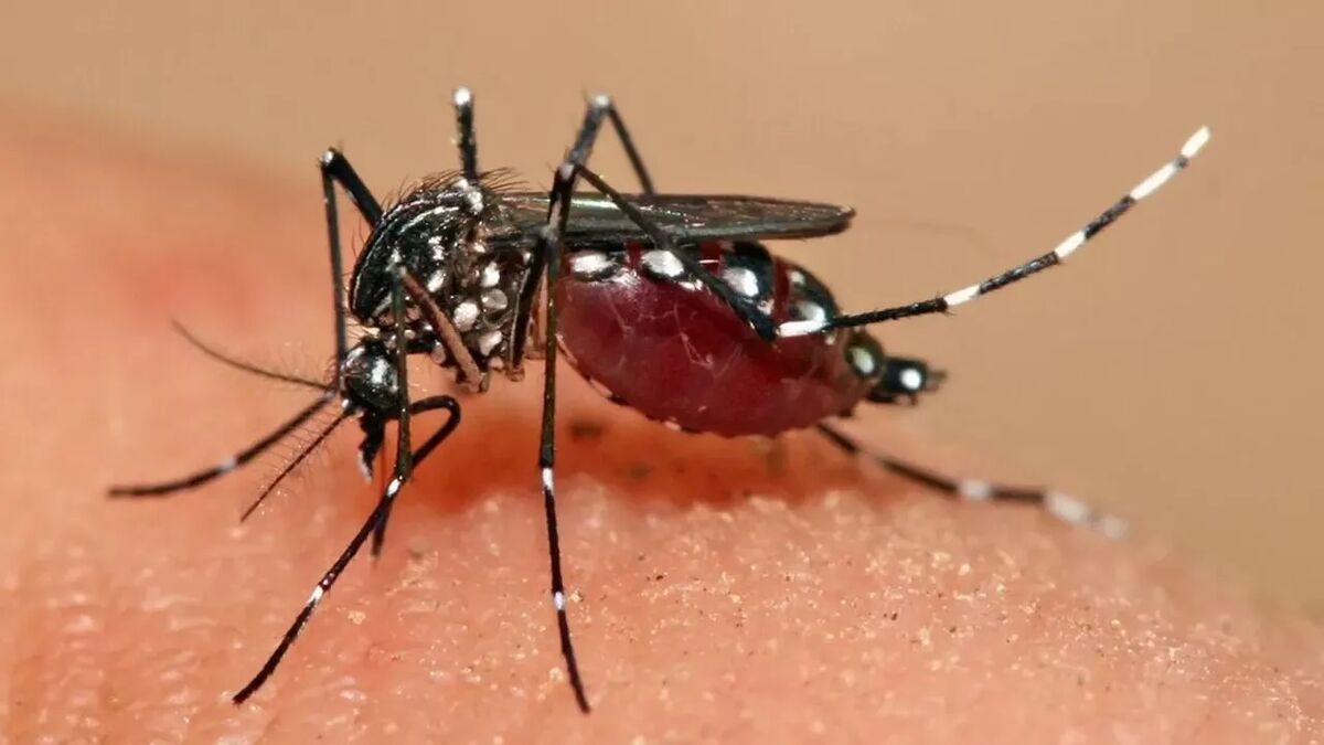 The Deputy Health Minister of the Ministry of Health says there is a possibility that the Aedes mosquito could be seen in Tehran at any moment