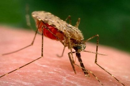 A positive case of dengue fever observed in Khorasan Razavi
