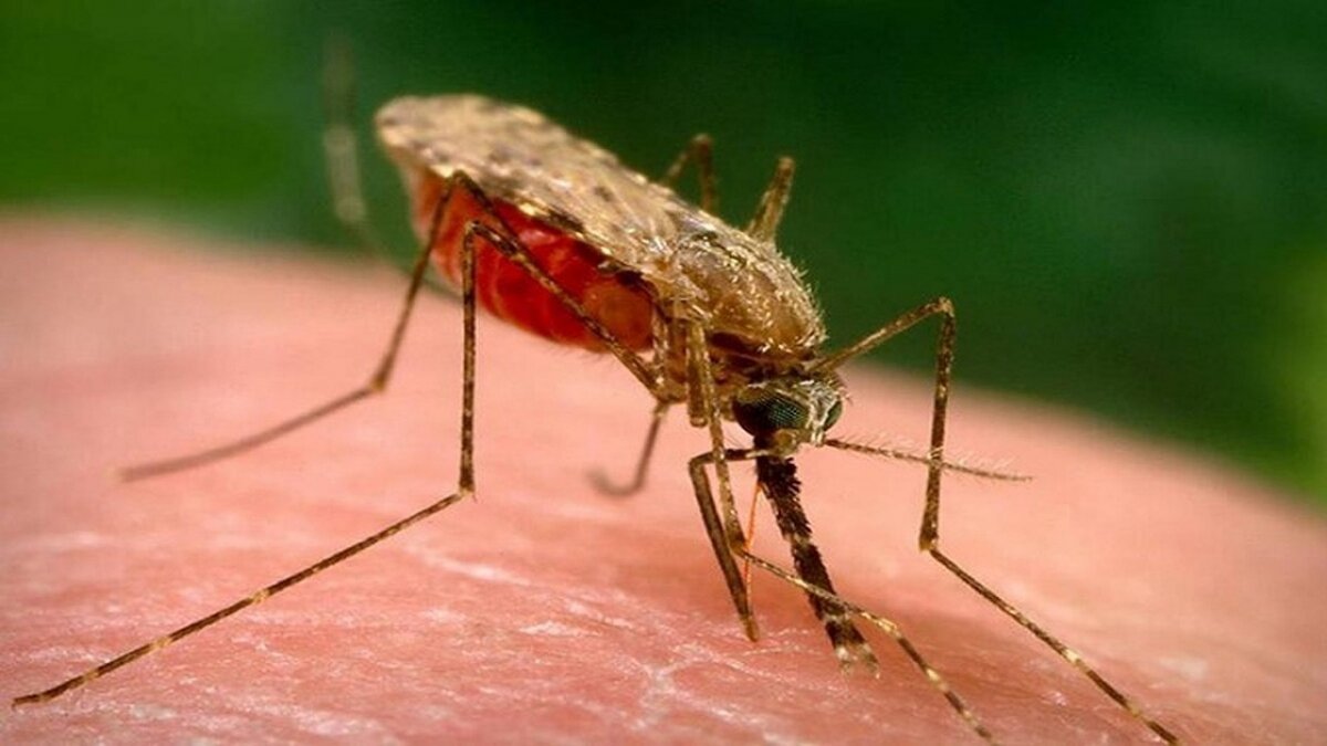 A positive case of dengue fever observed in Khorasan Razavi