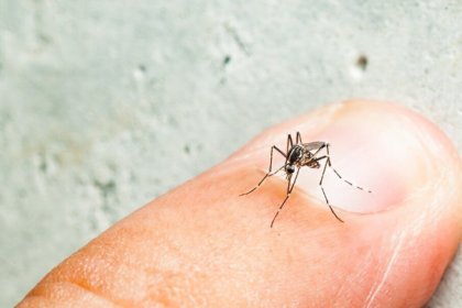 780 نقطة في تشابهار ملوثة ببعوضة الأيدس