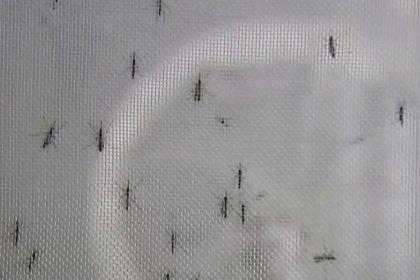 Summer 1403 with insects and contagious diseases