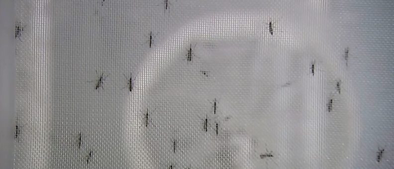 Summer 1403 with insects and contagious diseases