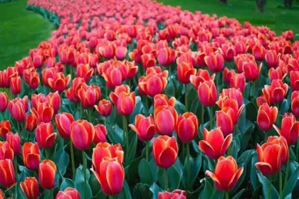 Tulip Festival in Various Parts of Iran