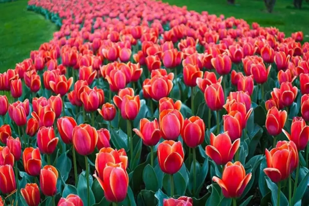 Tulip Festival in Various Parts of Iran