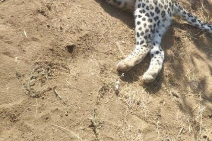 The Director General of Environmental Protection of Qazvin: An Iranian leopard has been shot dead in Tarom Sofla