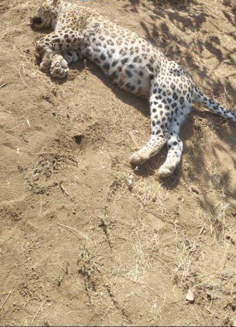 The Director General of Environmental Protection of Qazvin: An Iranian leopard has been shot dead in Tarom Sofla