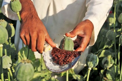 Former Deputy Minister of Health: 10% of Iranians and 27% of Rafsanjan residents consume opium