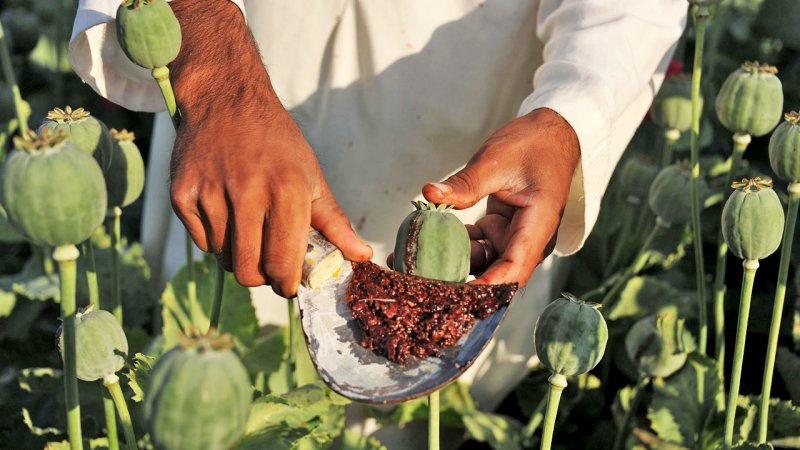 Former Deputy Minister of Health: 10% of Iranians and 27% of Rafsanjan residents consume opium