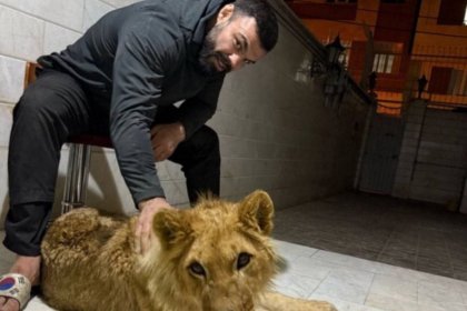 The lion cub of Amir Aliakbari died at Eram Park Zoo in Tehran
