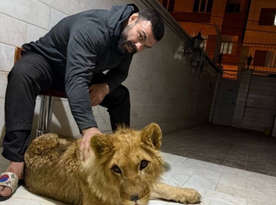 The lion cub of Amir Aliakbari died at Eram Park Zoo in Tehran